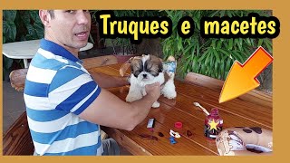 TRUQUES E DICAS PARA CUIDAR DO FILHOTE DE SHIH TZU