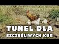 Tunel dla szczęśliwych kur