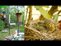 Lgr bird feed  bird nest may 7 2024
