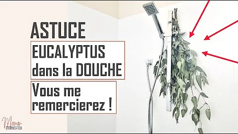 Co má eukalyptus antiseptický účinek?