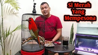 Mengenal Burung Sepah Raja Ekor Merah Dan Perawatan Hariannya