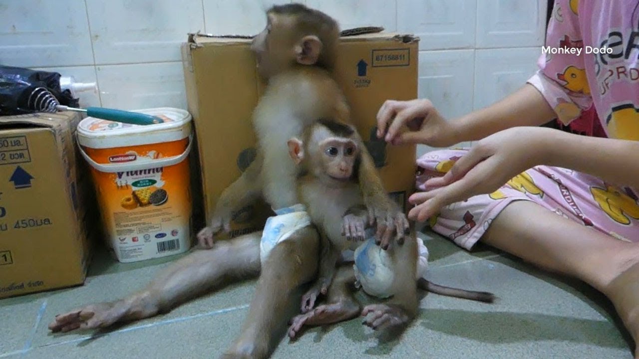 Relaxing Time After Lunch Of Dodo And Donal