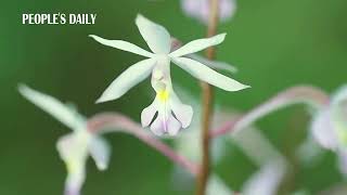 Endangered orchid species found in China's Yunnan