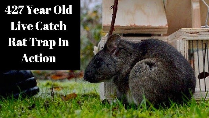 Using Live Catch Traps for Humane Rat and Mouse Control – Deep Green  Permaculture