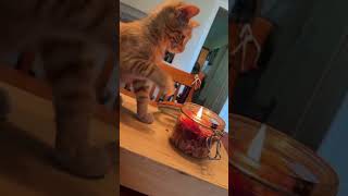Funny Cat Moments Part 11 Orange Cat Action