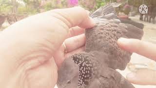 Cách Nhận Biết Chim Quy Chẻ.