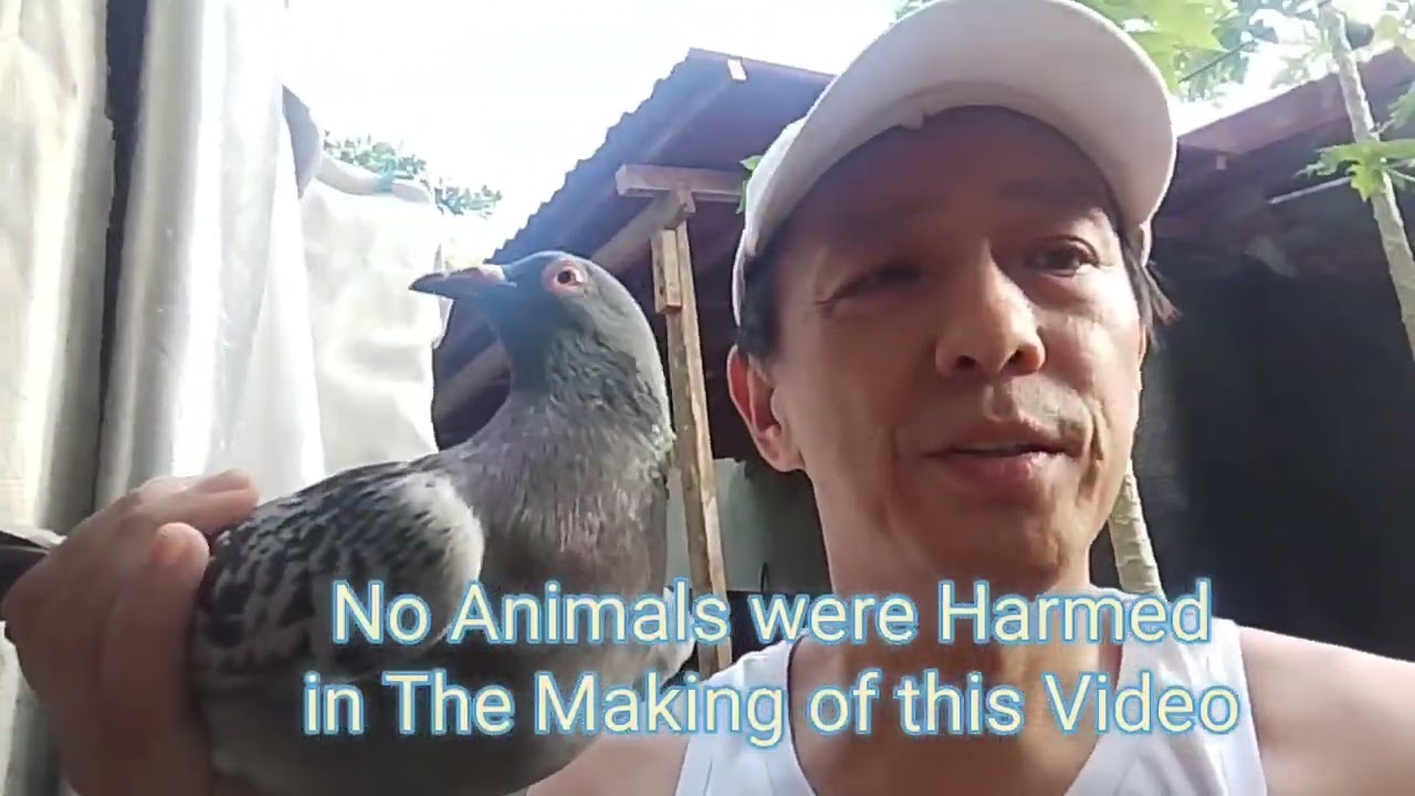 193/Videos #Greaterestongloft #Bioresearchbiopigeon