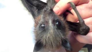 Ultra cute orphan bat called Sparrow