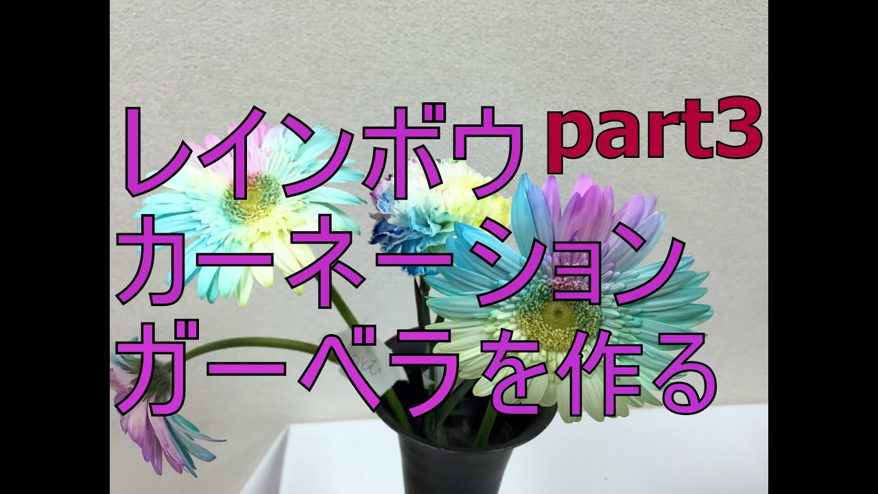 虹色のカーネーション・ガーベラの作り方～完結編～How to make a