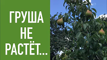 Груша НЕ РАСТЁТ...много лет !