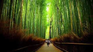 Visiting Kyoto In Winter Arashiyama Bamboo Forest Ponto-Cho