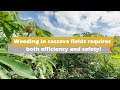 Weeding in cassava fields requires both efficiency and safety