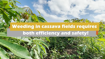 Weeding in cassava fields requires both efficiency and safety!