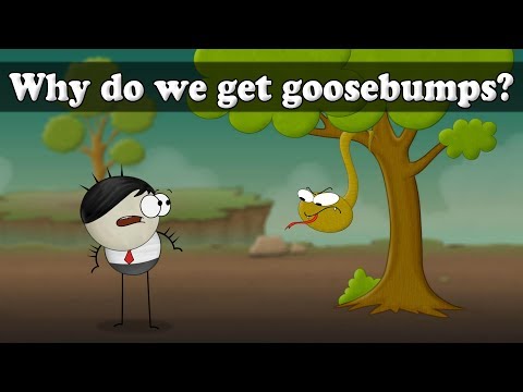 Why do we get Goosebumps? | #aumsum #kids #science #education #children