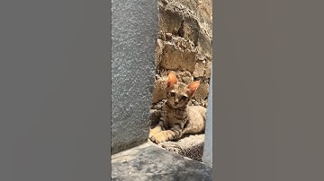 Funny cat #cat #shorts #youtubeshorts