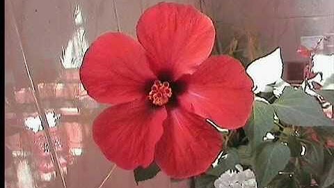 سورة النجم. القارئ محمد صالح اليمني