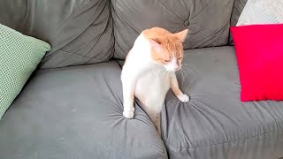 Hilarious Cats and Dogs 😹🐶 Funniest Animals 2024 🤣 Part 13 by Pets Humor TV 5,508 views 4 weeks ago 1 hour, 4 minutes