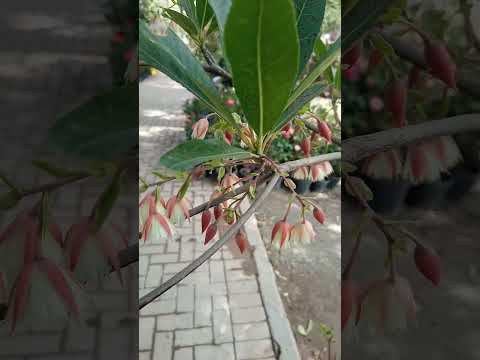 Видео: Elaeocarpus Lily Of The Valley Trees: узнайте об уходе за ландышами