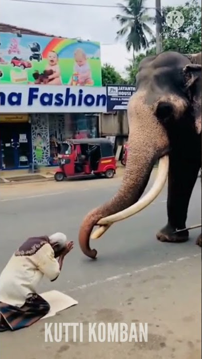 OMG!😧❤RESPECT💯old man bowdown to king  #elephant#shorts #fact#srilanka#nadungamuwa #animal#trending