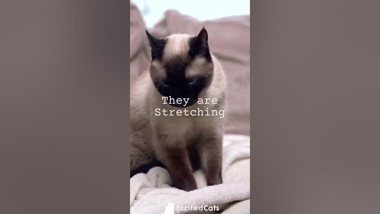 Why Do Cats Make Biscuits? EXPLAINED YouTube