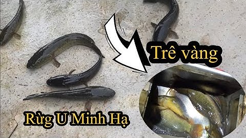 Câu cá trê vàng trong rừng U Minh Hạ