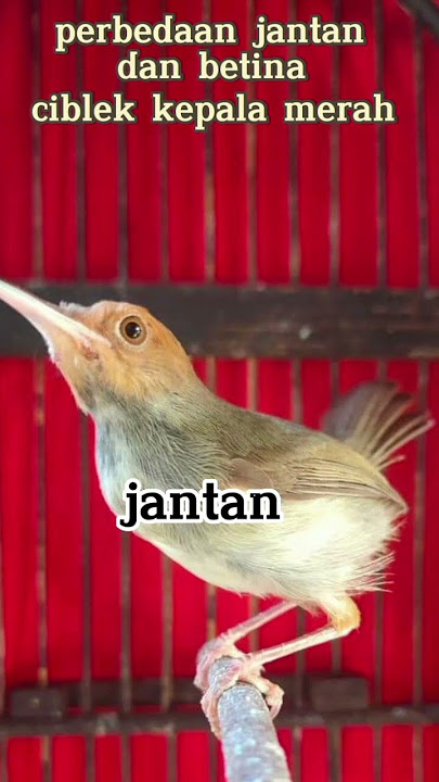 perbedaan jantan dan betina ciblek kepala merah #subscribe