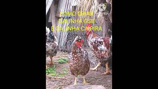 COMO CRIAR GALINHA GSB E GALINHA CAIPIRA.#shortsviral #shortsfeed #videoshorts