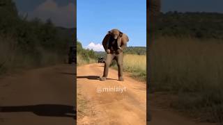 Elephant Dance How Is Possible