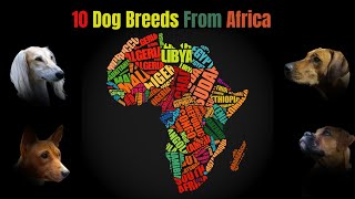 🌍Unveiling Africa's Majestic Canines 🐾 Explore The Beauty Of The Top 10 Dog Breeds From Africa🐶✨