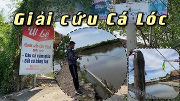Hồ Câu Út Lệ ( Thanh Đa ) - Câu Lure Giải Cứu Cá Lóc nha các Bạn - Fishing House