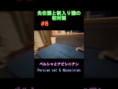 先住猫と新入り猫の初対面 #8 ペルシャとアビシニアン Persian cat & Abyssinian