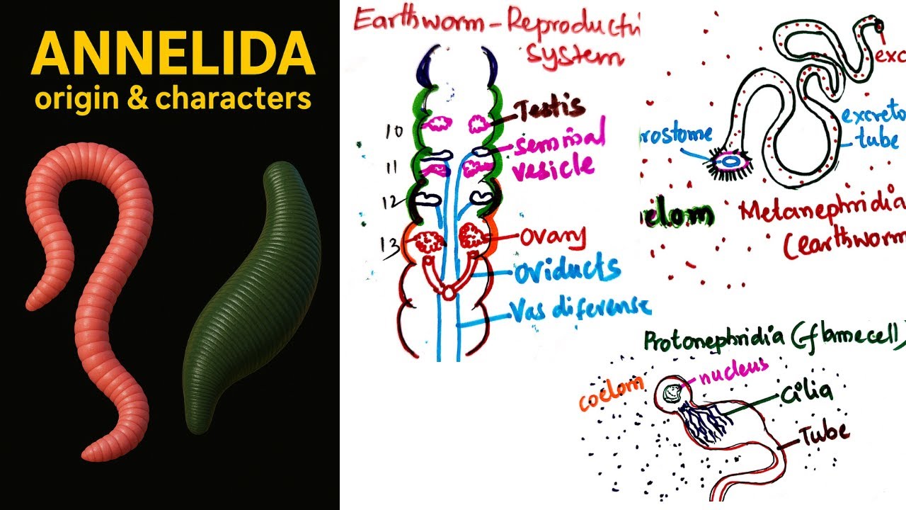 #annelida origin and Evolution & General characters #earthworms #leeches  #neiris #heteroneiris