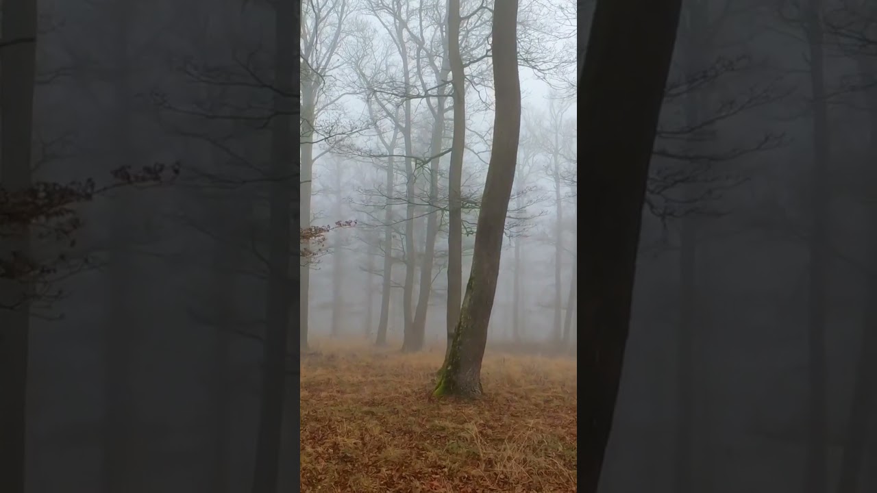 Watch Foggy forest |Video by I Am Sorin |#forest #nature #relaxing #relaxingmusic #soothing #shorts #trees on YouTube Watch Foggy forest |Video by I Am Sorin |#forest #nature #relaxing #relaxingmusic #soothing #shorts #trees on YouTube