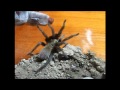 Nayla - tarantula recovers from wasp attack