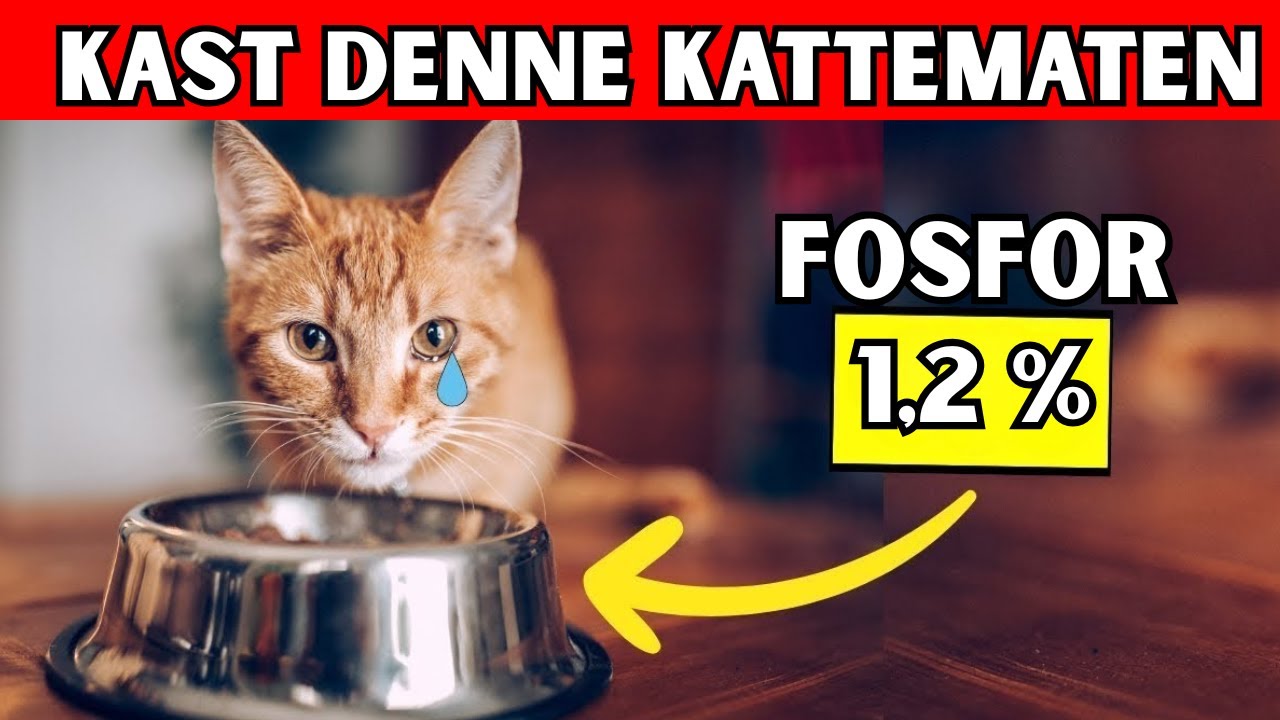 Identifiser god og dårlig kattemat på bare 5 sekunder!