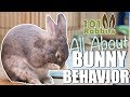 ALL ABOUT BUNNY BEHAVIOR 🐰 ALL ABOUT BUNNY BEHAVIOR 🐰