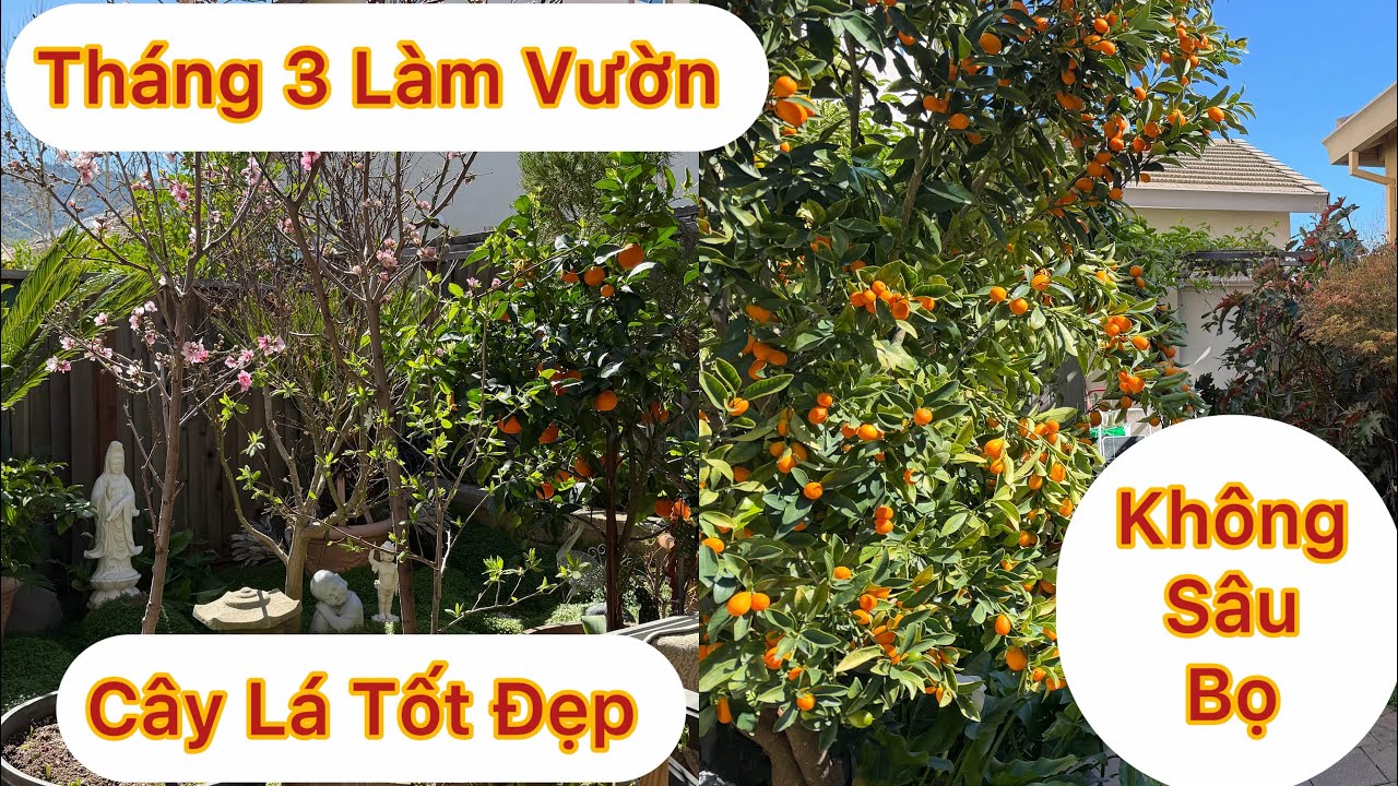 Эпизод 1954: В марте следует пойти в сад, чтобы ухаживать за ним, удобрять его и собирать урожай ...