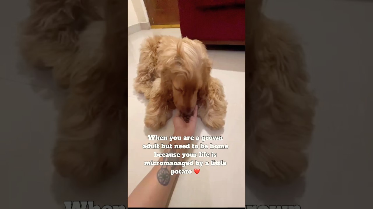 Adulting is tough… thank goodness for my dog ❤️