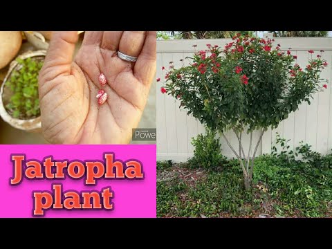 91.How We Collect Seed of Jatropha  Plant