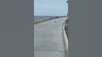 Traxxas rustler 4x4 vxl