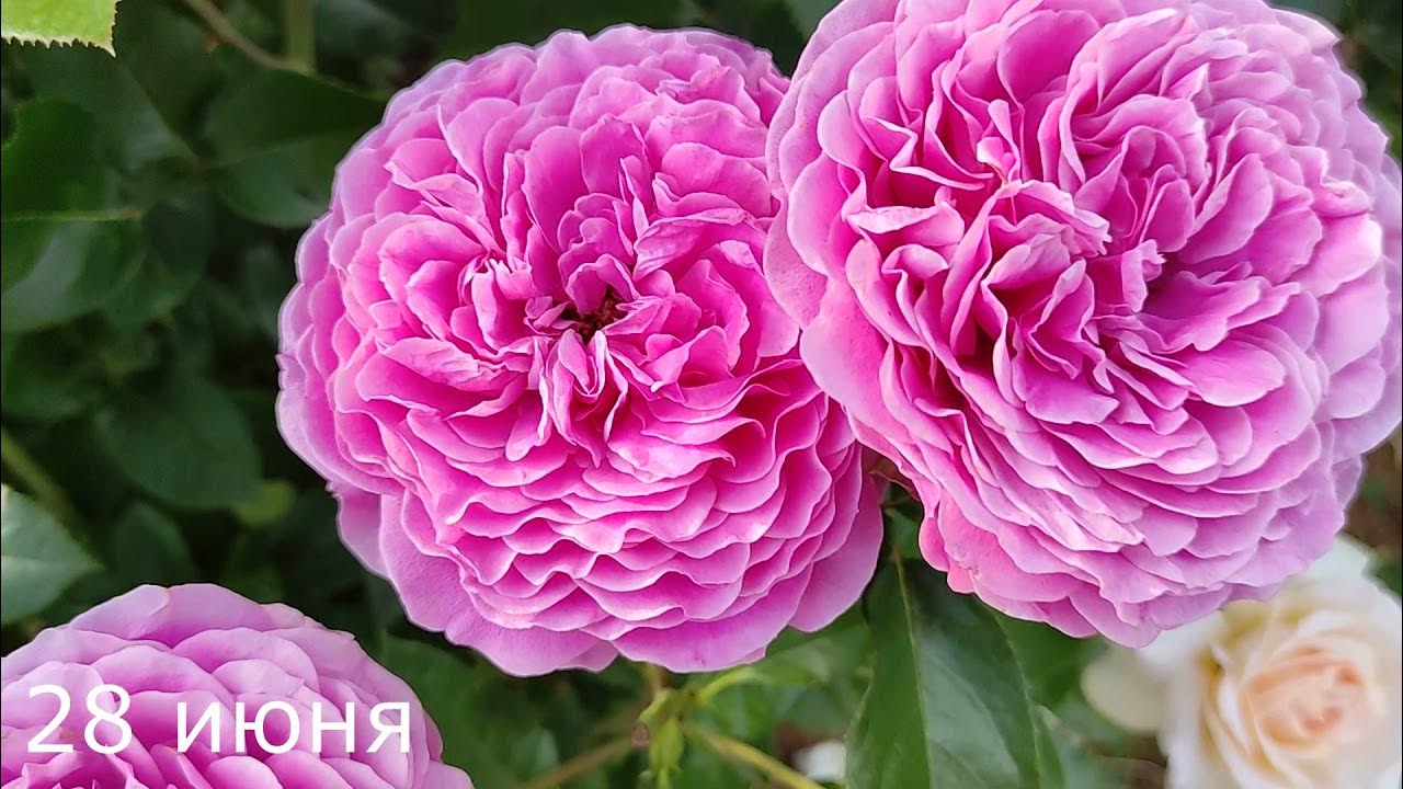 Галерея - Sourire De Perigueux (PANveson) - Энциклопедия роз