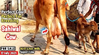 16-17 Liter Milk Sahiwal Cow कल ही ब्यायी है।  Sonu Rao9671312940  #Sahiwal Cow Videos Farm Talk