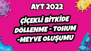 Ayt Biyoloji - Çiçekli Bitkilerde Döllenme - Tohum Ve Meyve Oluşumu Ayt Biyoloji 2022