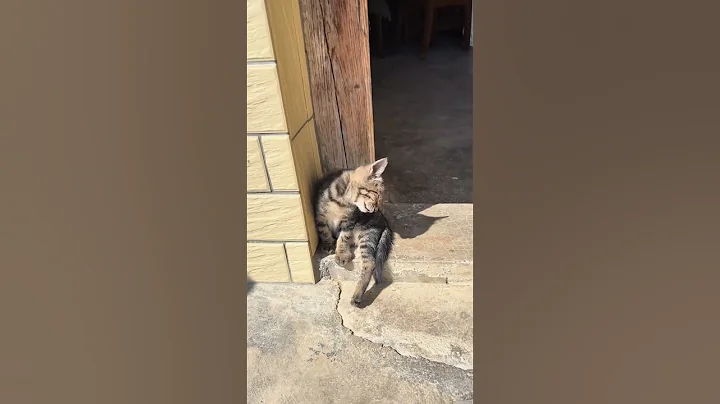 Video 10754281: catlife funnycats cats, kitten cats catlife, canin feline, cat lovers funny, furry