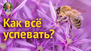 КАК ВСЁ УСПЕВАТЬ?