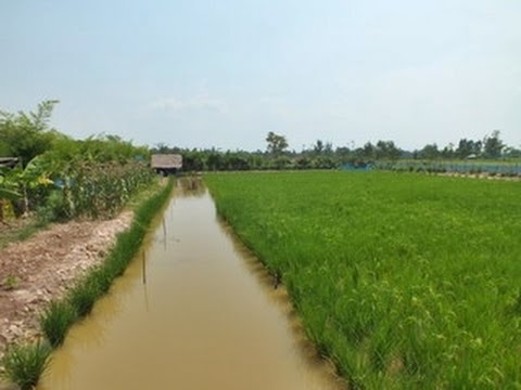 การทำเกษตรทฤษฎีใหม่แบบประยุกต์ทำนา 1ไร่ ได้ 1 แสน