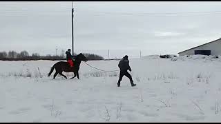 Жеребчики 2летки обучения под седло.