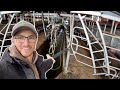 New job revealed dairy farming