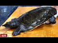 福岡）大将の【すっぽん解体】が見事すぎる！専門店ならではの上質な食材に常連客が唸る！The handling of the soft-shelled turtle is amazing!