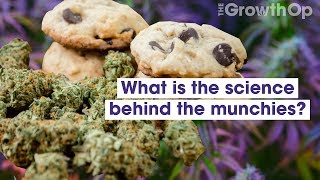 Why does weed give you the munchies? | Weed Easy